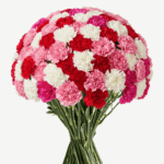 BLOOMCHAIN EXPORTS - CARNATIONS FLOWER