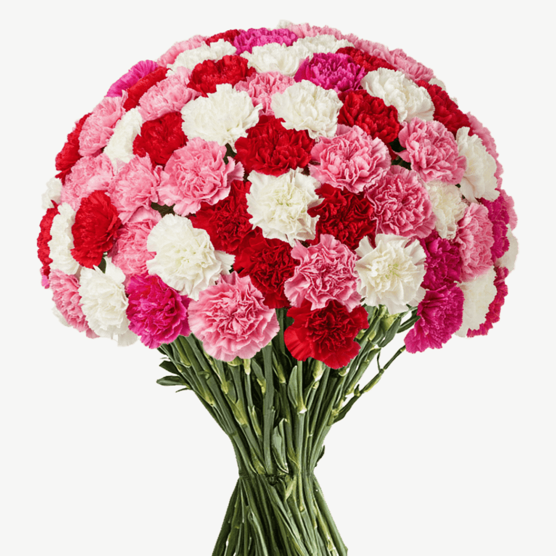 BLOOMCHAIN EXPORTS - CARNATIONS FLOWER