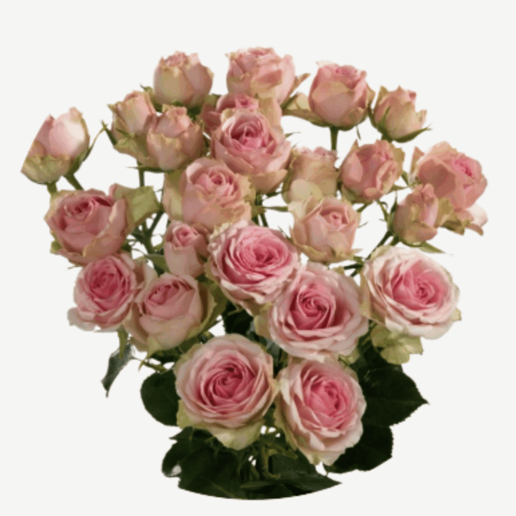 bloomchain exports -dinara flower