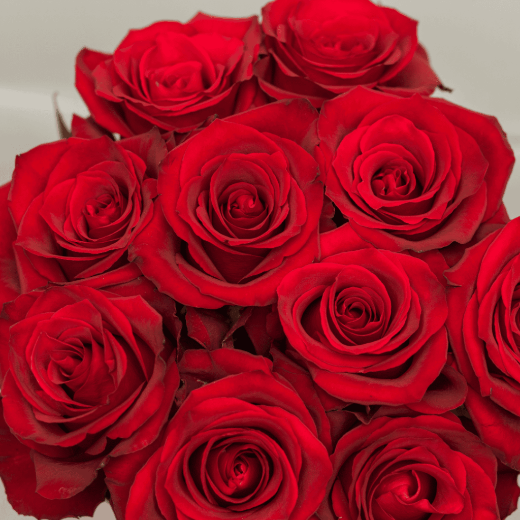 BLOOMCHAIN EXPORTS - EVER RED FLOWER