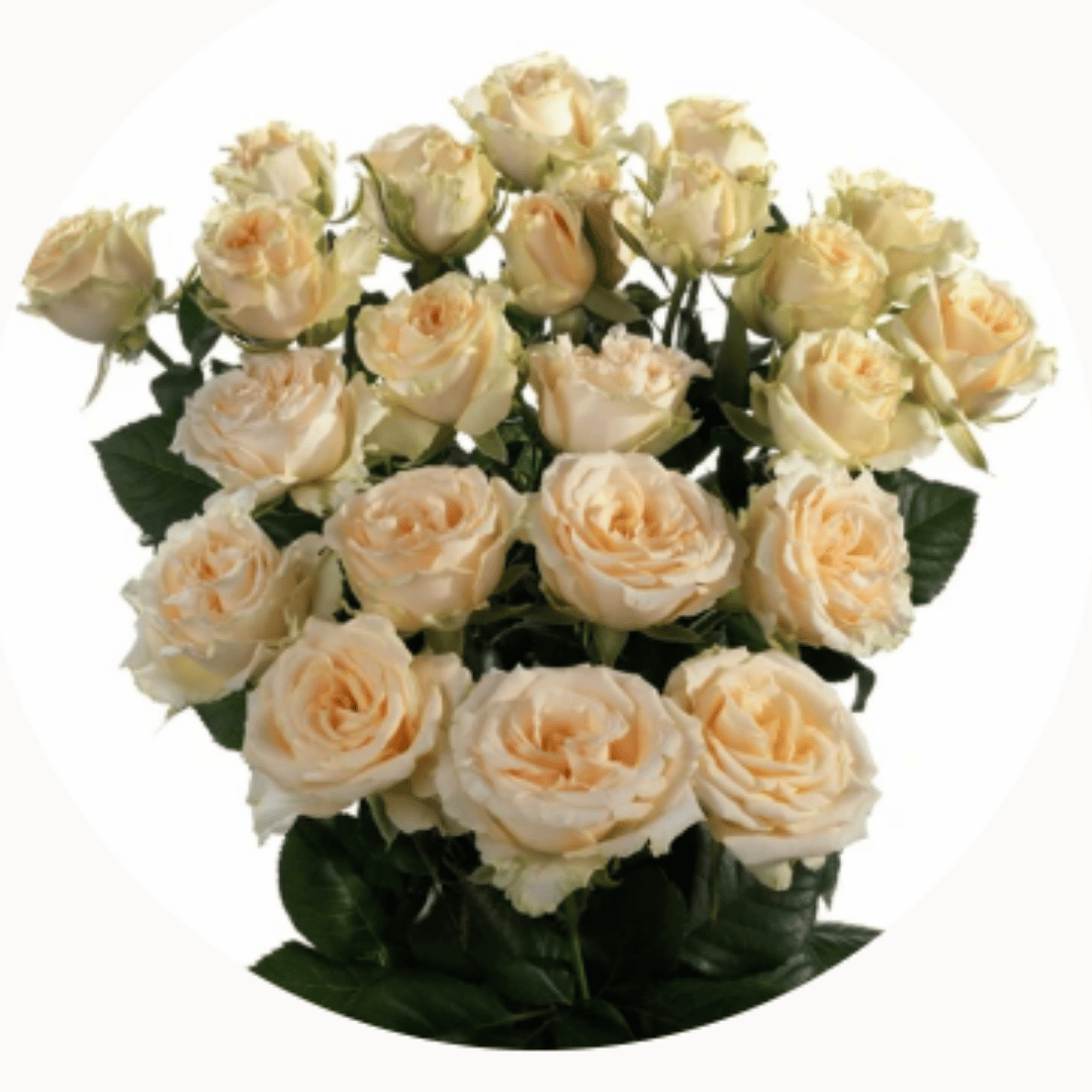 bloomchain exports -salinero flower
