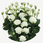 bloomchain exports - snowflakes flower