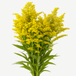 BLOOMCHAIN EXPORTS - SOLIDAGO FLOWER