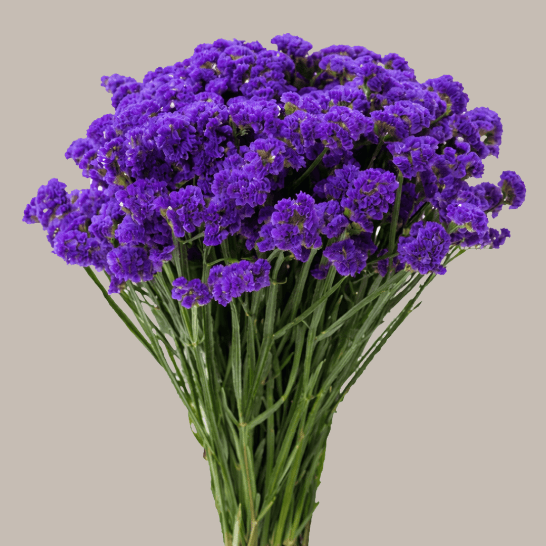 BLOOMCHAIN EXPORTS - STATICE FLOWER