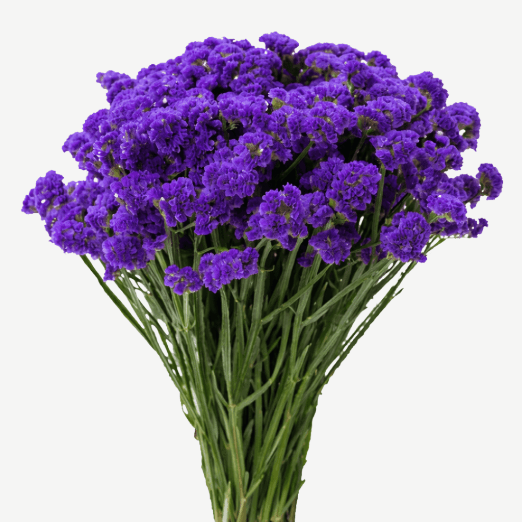 BLOOMCHAIN EXPORTS - STATICE FLOWER