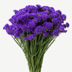 BLOOMCHAIN EXPORTS - STATICE FLOWER