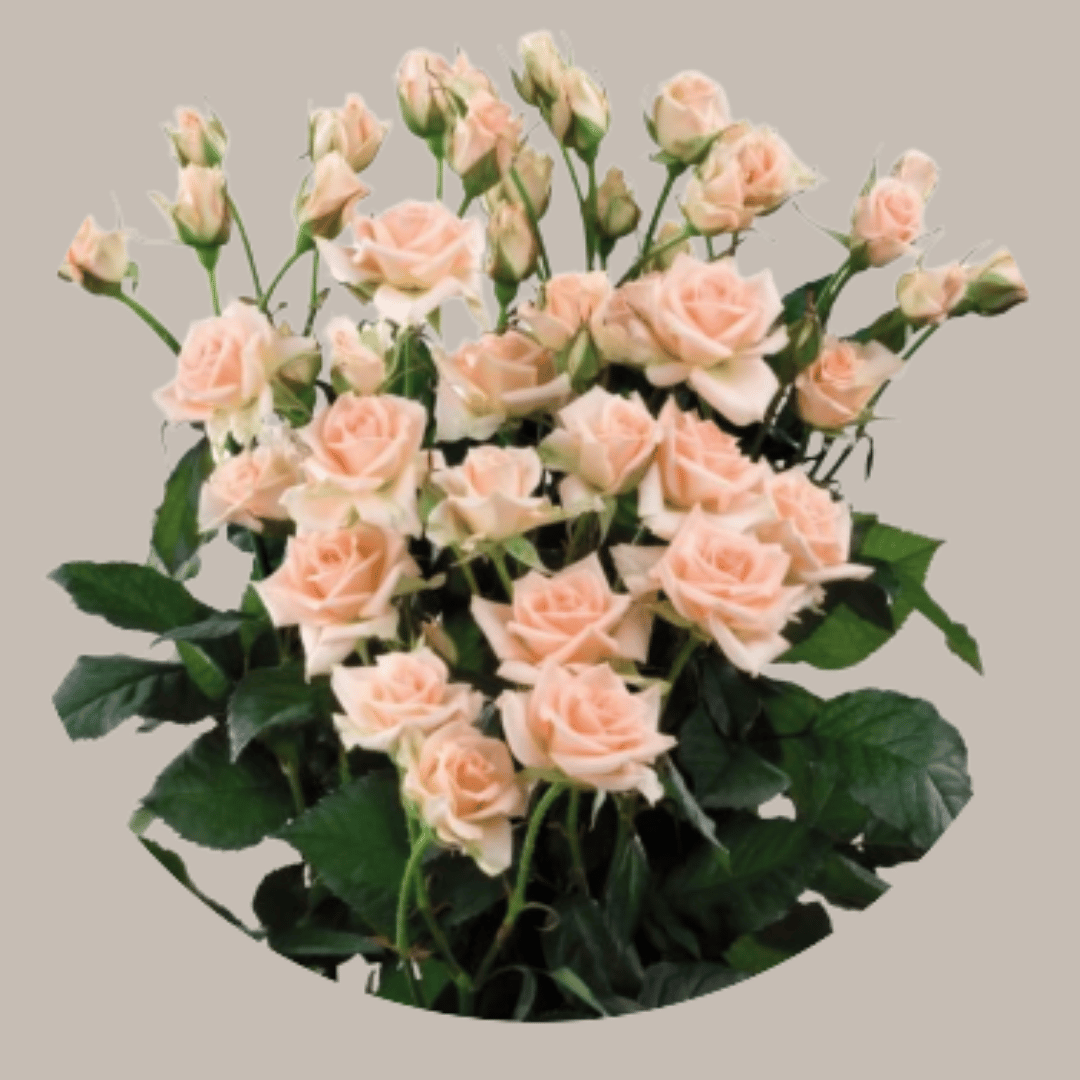 bloomchain exports -sweet sara flower.