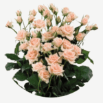 bloomchain exports -sweet sara flower