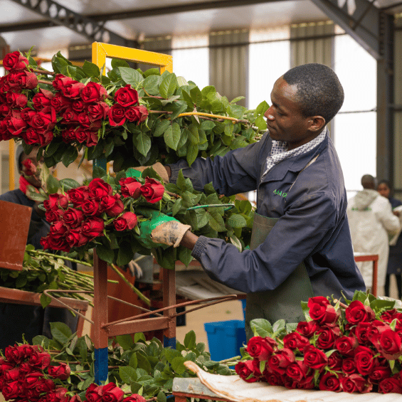 Bloomchain Exports Flower Warehouse